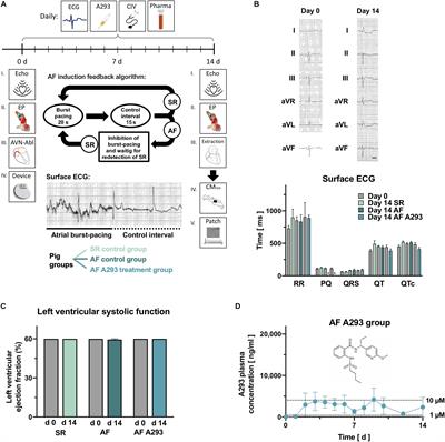 The Experimental TASK-1 Potassium Channel Inhibitor A293 Can Be Employed for Rhythm Control of Persistent Atrial Fibrillation in a Translational Large Animal Model